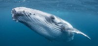 科学家揭开鲸鱼 “歌声之谜”